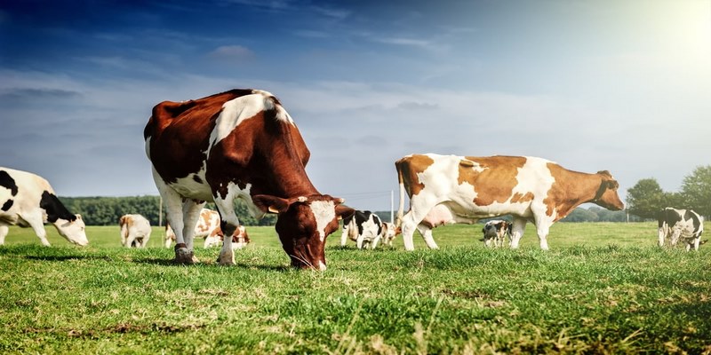 Nếu bò đang ăn cỏ trong chiêm bao thì đặt cược cho số nào?